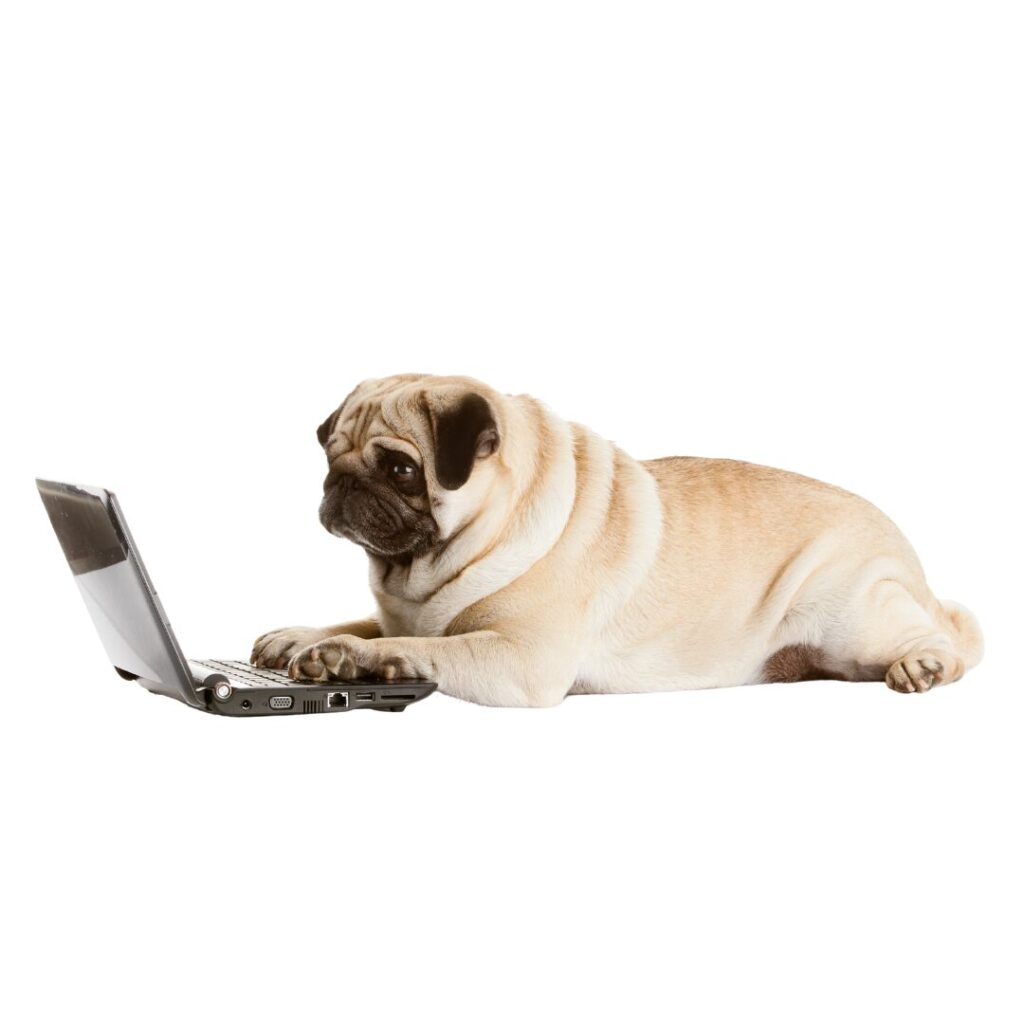 Un perrito pug, escribiendo en una laptop.