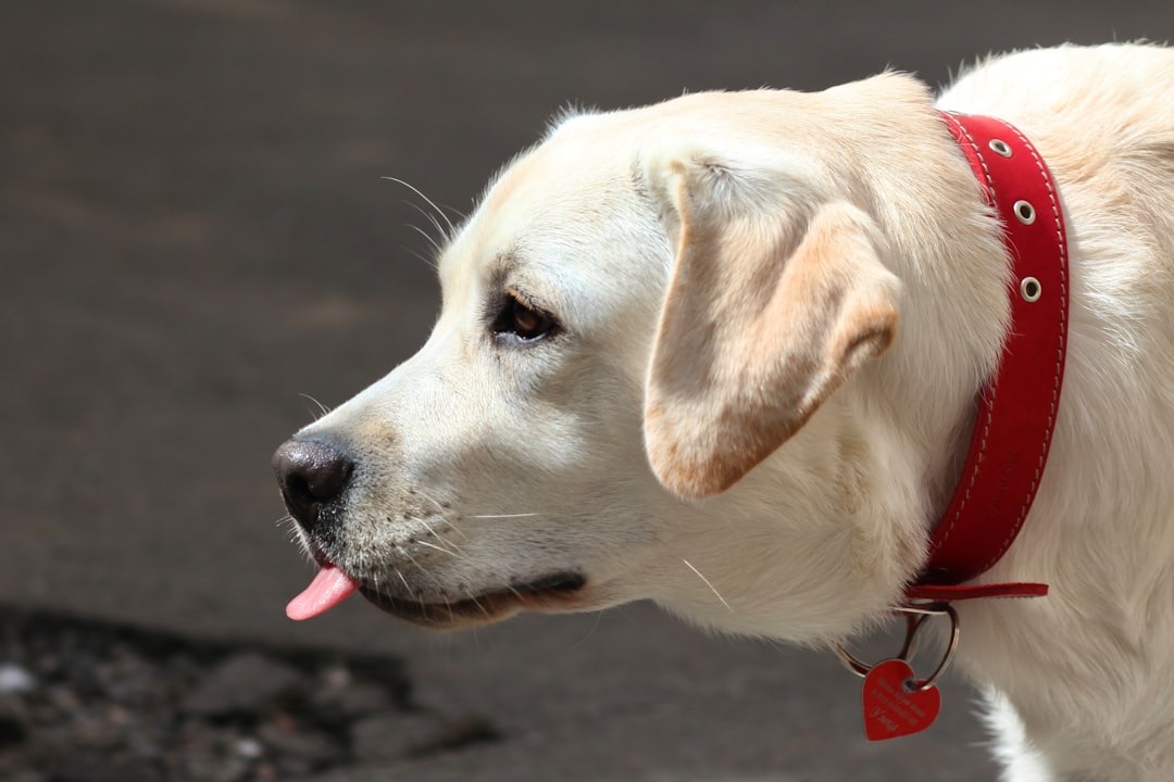 Golden retriever con collar rojo sacando la lengua de manera graciosa, mostrando su personalidad juguetona.