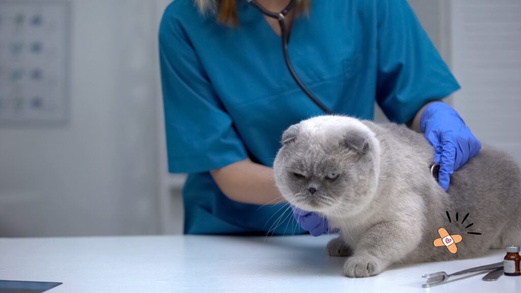 Gato en el veterinario, con cara de molesto y curita en el estomago, a veces puede ser el case de las bolas de pelos en gatos