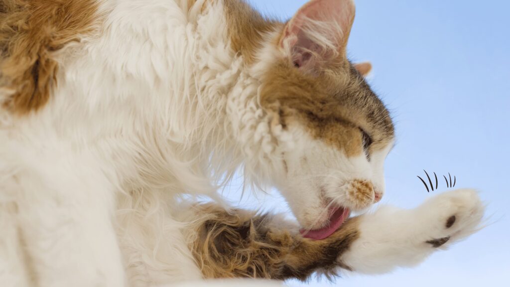 gato blanco y naranja lamiéndose para limpiarse, una causa de bolas de pelos